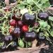aip diet
